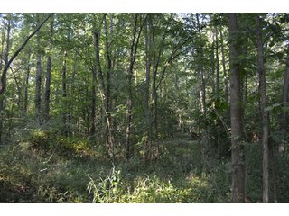 Property photo 1 - 64 Acre Farm Offered in 4 Tracts or in Combinations - Real Estate Auction